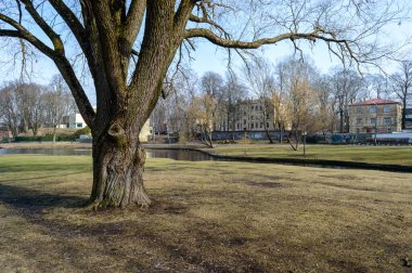 Yaz aylarında ormanda yalnız ağaç gövdeleri