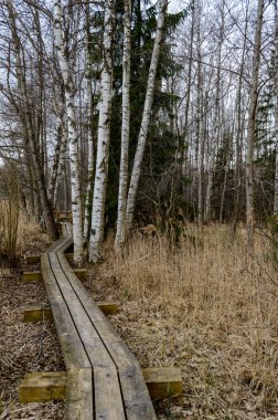 Boardwalk bataklıkta iz hiking