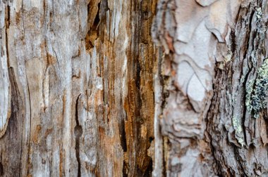 ağaç gövde dokular doğal ortamda