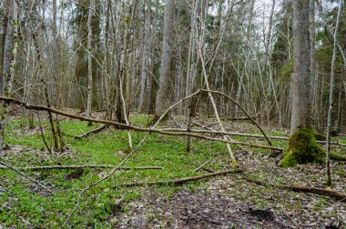kırsal kesimde, ayrıntı atış bahar