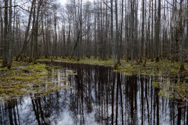 ağaç gövdeleri kirli gölet yansımaları Güz