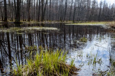 ağaç gövdeleri kirli gölet yansımaları Güz
