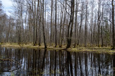 ağaç gövdeleri kirli gölet yansımaları Güz