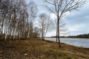 Tarlada yapayalnız ağaç