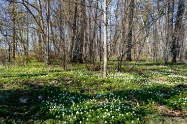 kırsal kesimde, ayrıntı atış bahar