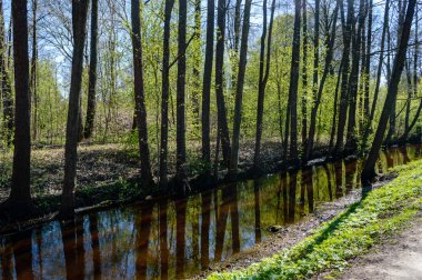 ağaç gövde dokular doğal ortamda