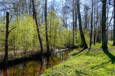 güzel kırsal manzara