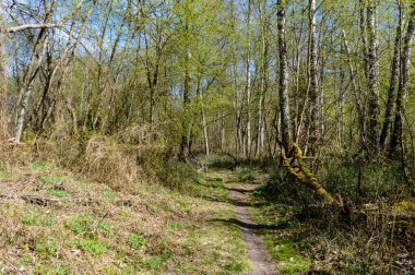 Boş yol ülke ormandaki