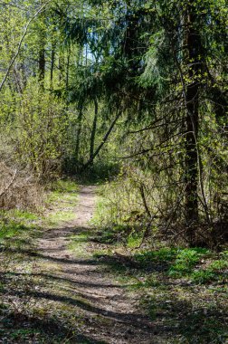 Boş yol ülke ormandaki