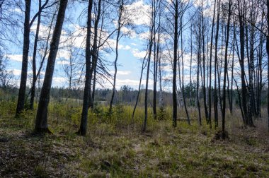 güzel kırsal manzara