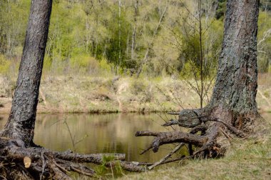 Yaz aylarında ormanda yalnız ağaç gövdeleri