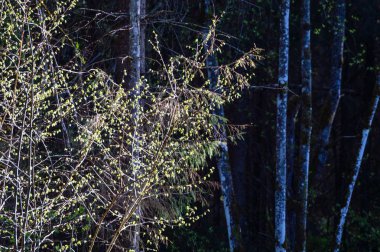 bahar ilk ağaç çiçekleri