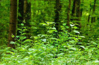 bahar bulanıklık arka plan ile yemyeşil yaprakları