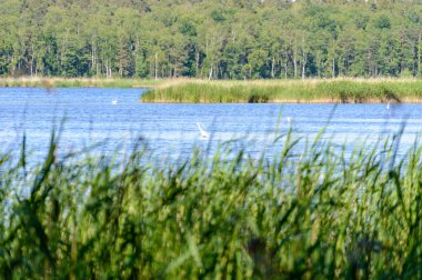 bahar bulanıklık arka plan ile yemyeşil yaprakları