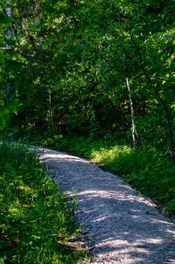 Boş yol ülke ormandaki