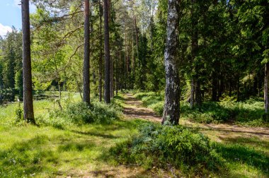 ağaç gövde dokular doğal ortamda