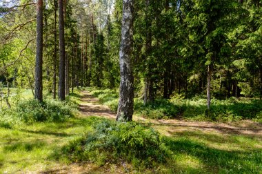 ağaç gövde dokular doğal ortamda