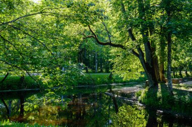 bahar bulanıklık arka plan ile yemyeşil yaprakları