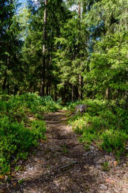 Boş yol ülke ormandaki