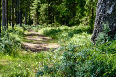Boş yol ülke ormandaki
