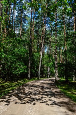 Boş yol ülke ormandaki