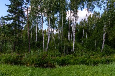 ağaç gövde dokular doğal ortamda