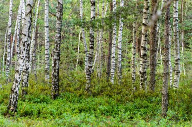 ağaç gövde dokular doğal ortamda