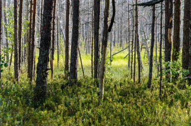 ağaç gövde dokular doğal ortamda