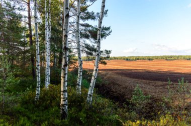 ağaç gövde dokular doğal ortamda