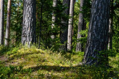 ağaç gövde dokular doğal ortamda