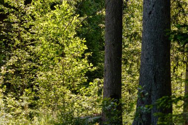 Yaz aylarında ormanda yalnız ağaç gövdeleri
