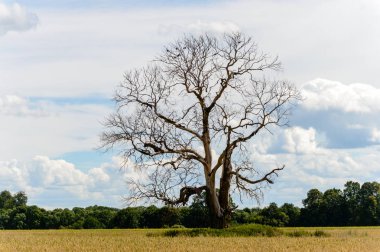 Tarlada yapayalnız ağaç