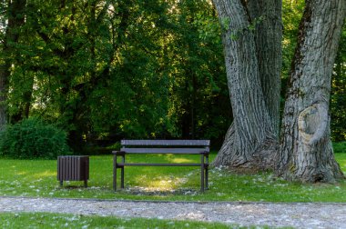 Boş yol ülke ormandaki
