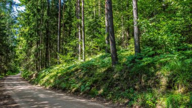Boş yol ülke ormandaki