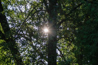 ağaç gövde dokular doğal ortamda