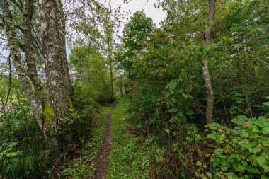 Boş yol ülke ormandaki