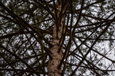 ağaç gövde dokular doğal ortamda