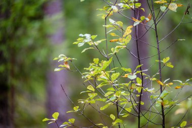 ağaç gövde dokular doğal ortamda