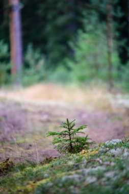 ağaç gövde dokular doğal ortamda