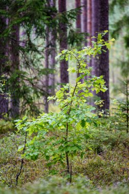 ağaç gövde dokular doğal ortamda