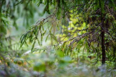 ağaç gövde dokular doğal ortamda