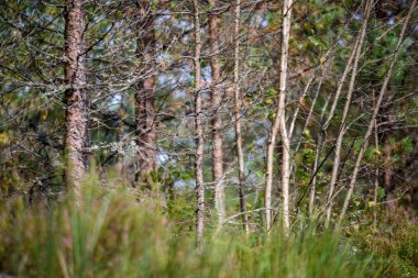 ağaç gövde dokular doğal ortamda