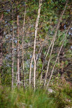 ağaç gövde dokular doğal ortamda