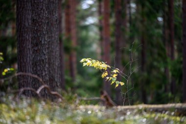 ağaç gövde dokular doğal ortamda