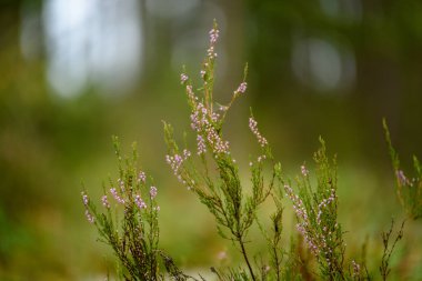 bahar bulanıklık arka plan ile yemyeşil yaprakları