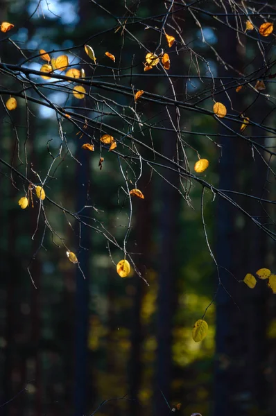 Hojas de árboles de otoño sobre fondo borroso —  Fotos de Stock