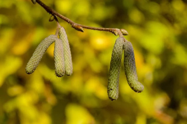 Flores de primavera jovens em árvores — Fotografia de Stock