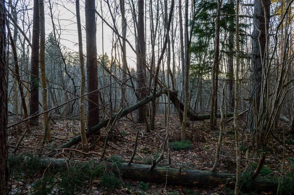 Baumstammtexturen in natürlicher Umgebung — Stockfoto