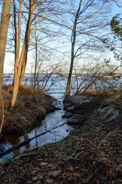 Río en arbustos junto al mar — Foto de Stock