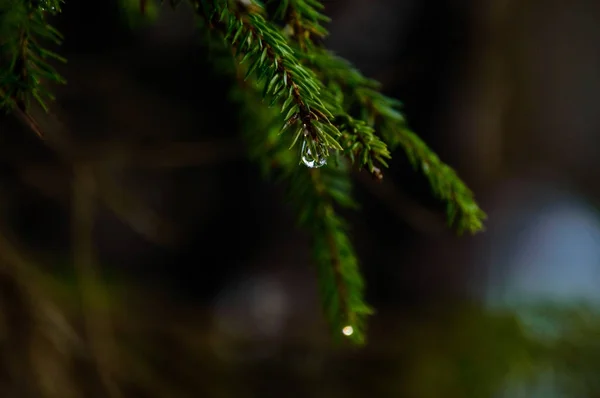 숲에서 가문비나무 나무 정보 — 스톡 사진